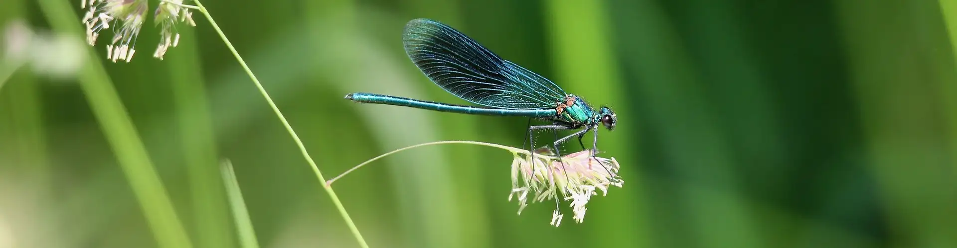 solitaire dragonfly